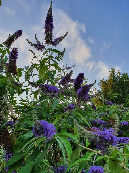 Syrenbuddleja